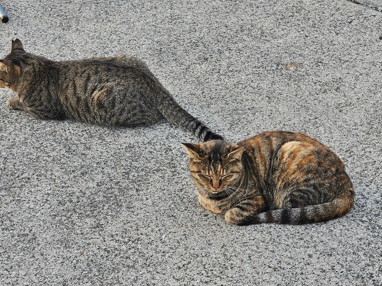 アジ