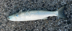 ボラの釣果