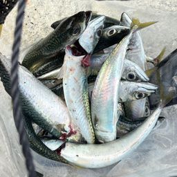 サバ