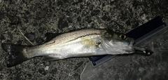 セイゴ（マルスズキ）の釣果