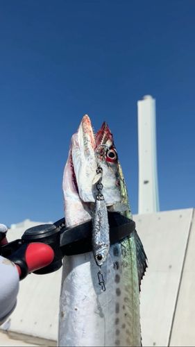 サゴシの釣果