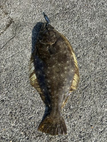 ヒラメの釣果