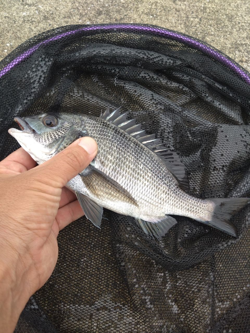 DAIWA 19飛竜 クロダイ MH-53UM・Yの最安値・インプレ・釣果 | 本音の