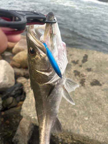 マルスズキの釣果