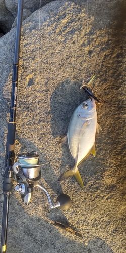 メッキの釣果