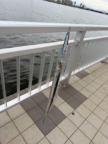 タチウオの釣果