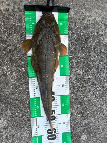マゴチの釣果