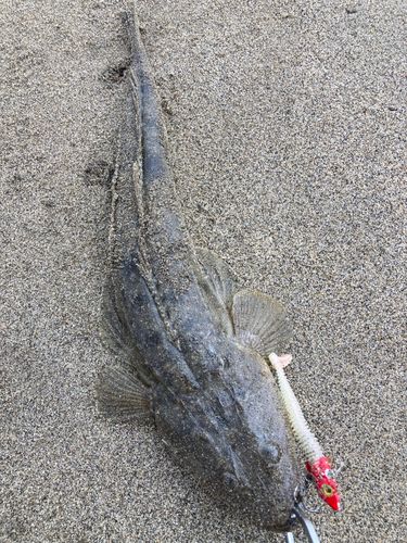 マゴチの釣果
