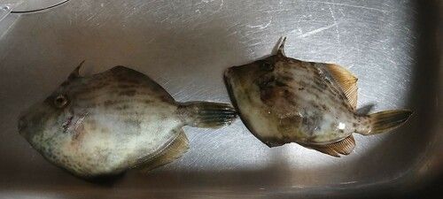 カワハギの釣果