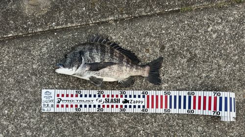 チヌの釣果