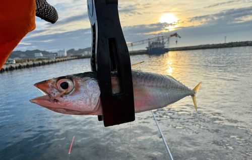 サバの釣果