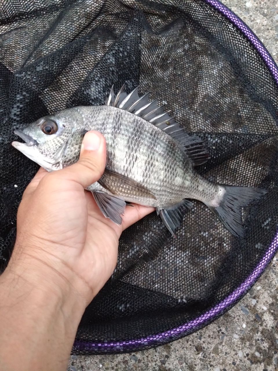 DAIWA 19飛竜 クロダイ MH-53UM・Yの最安値・インプレ・釣果 | 本音の