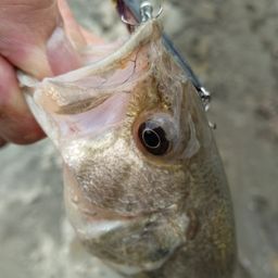 ラージマウスバス