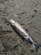 アキアジの釣果