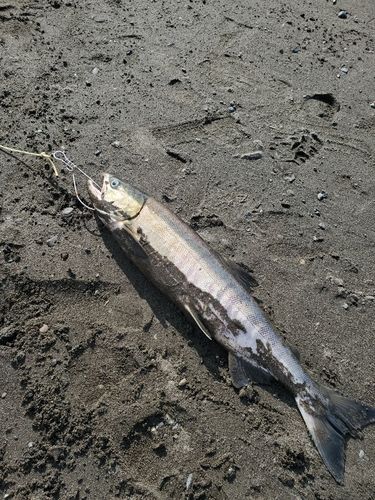 アキアジの釣果