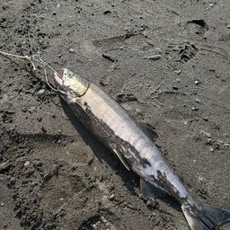 アキアジ