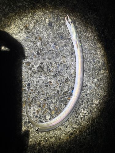 オオモンハタの釣果