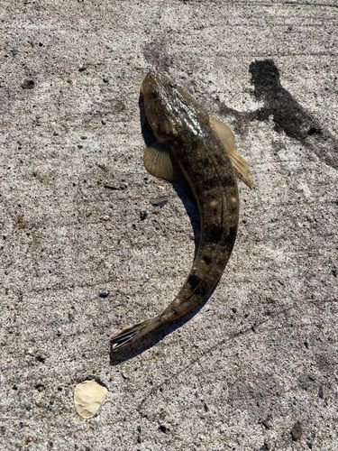 マゴチの釣果