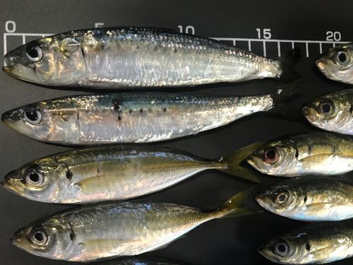 イワシの釣果