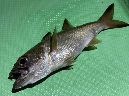ムツの釣果