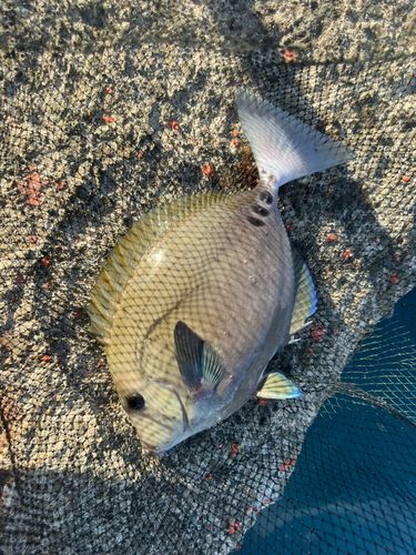 サンノジの釣果