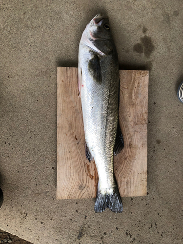 スズキの釣果