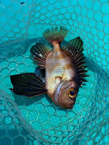 チカメキントキの釣果