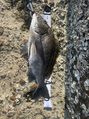 チヌの釣果