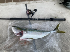 ハマチの釣果