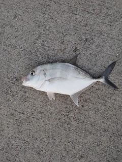 メッキの釣果