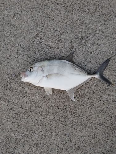 メッキの釣果