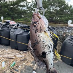 クロホシフエダイ