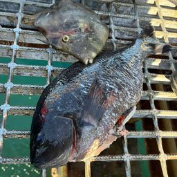 クチブトグレ