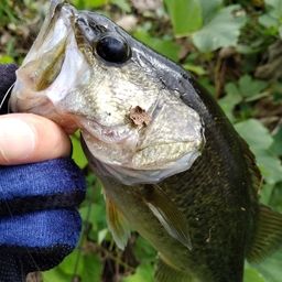 ブラックバス