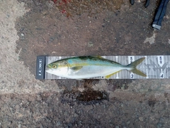 ワカシの釣果