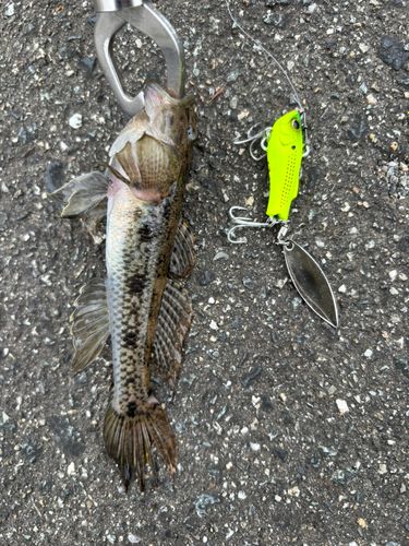 ハゼの釣果