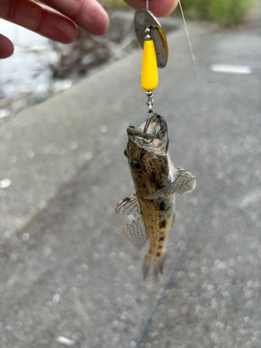 ハゼの釣果