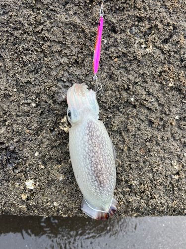 イカの釣果