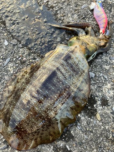 アオリイカの釣果