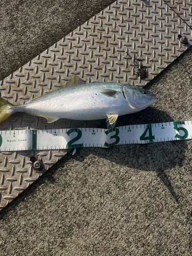 ワカシの釣果