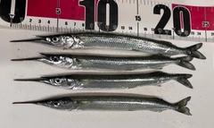 サヨリの釣果