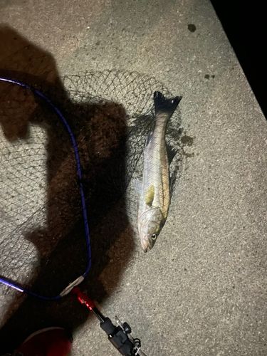 江戸川旧江戸川合流