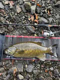 スモールマウスバスの釣果