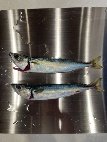 サバの釣果