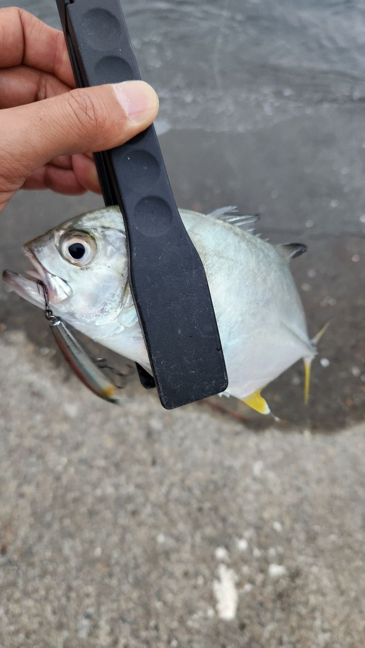 SMITH ベイライナー MKの最安値・インプレ・釣果 | 本音の口コミが