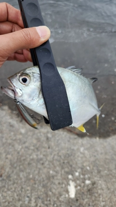 メッキの釣果