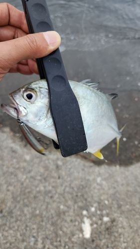 メッキの釣果