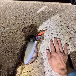 アオリイカ