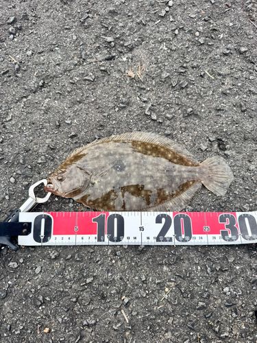 ヒラメの釣果