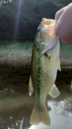 ブラックバスの釣果